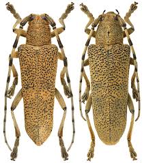 Attēlu rezultāti vaicājumam “Saperda carcharias”