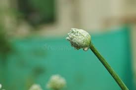 Attēlu rezultāti vaicājumam “Allium cepa bud”