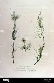 Attēlu rezultāti vaicājumam “Nitella sp.”