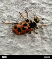 Attēlu rezultāti vaicājumam “Hippodamia tredecimpunctata”