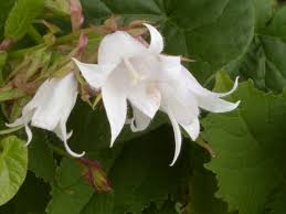Attēlu rezultāti vaicājumam “Campanula latifolia leaf”