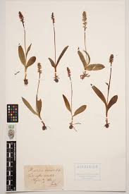 Attēlu rezultāti vaicājumam “Herminium monorchis”