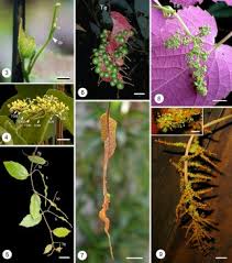 Attēlu rezultāti vaicājumam “Vitaceae”