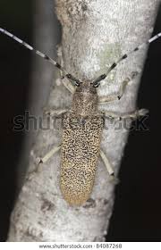 Attēlu rezultāti vaicājumam “Saperda carcharias”