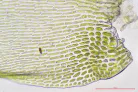 Attēlu rezultāti vaicājumam “Isothecium alopecuroides sporophyte”