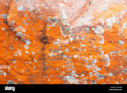 Attēlu rezultāti vaicājumam “Trentepohlia sp.”