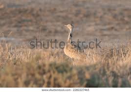 Image result for Chlamydotis macqueenii