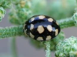 Attēlu rezultāti vaicājumam “Coccinula quatuordecimpustulata”