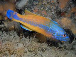 Image result for Labrus mixtus