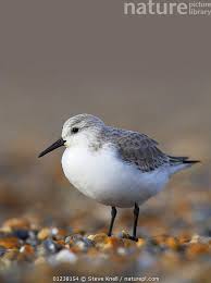 Attēlu rezultāti vaicājumam “Calidris alba”