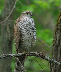Attēlu rezultāti vaicājumam “Accipiter nisus female”