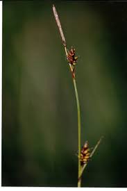 Attēlu rezultāti vaicājumam “Carex hostiana”