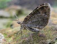 Attēlu rezultāti vaicājumam “Xanthorhoe ferrugata”