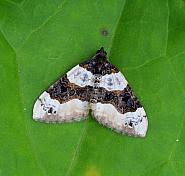 Attēlu rezultāti vaicājumam “Cosmorhoe ocellata”