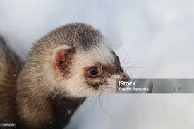Attēlu rezultāti vaicājumam “Mustela putorius”