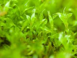 Attēlu rezultāti vaicājumam “Bryum caespiticium”