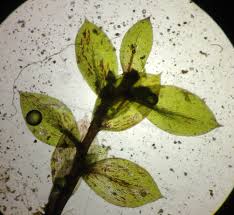 Attēlu rezultāti vaicājumam “Bryum funkii cells”