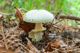 Attēlu rezultāti vaicājumam “Amanita citrina”