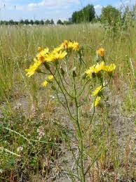 Attēlu rezultāti vaicājumam “Crepis tectorum”