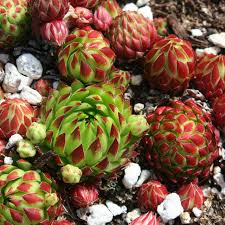 Attēlu rezultāti vaicājumam “Jovibarba globifera bud”