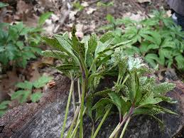 Attēlu rezultāti vaicājumam “Tranzschelia pruni-spinosae spores”