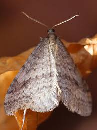 Attēlu rezultāti vaicājumam “Operophtera”