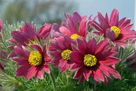 Image result for Pulsatilla