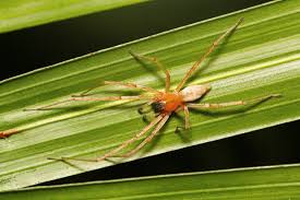 Attēlu rezultāti vaicājumam “Cheiracanthium sp.”
