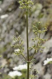 Attēlu rezultāti vaicājumam “Silene otites fruit”