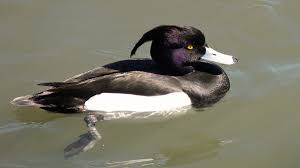 Attēlu rezultāti vaicājumam “Aythya fuligula female”