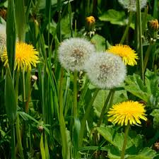 Attēlu rezultāti vaicājumam “Taraxacum officinale aggr. leaf”