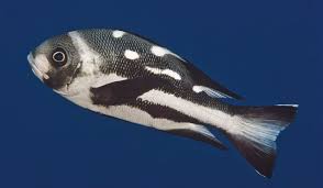 Image result for Polysteganus undulosus