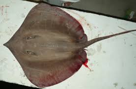 Image result for Hypanus longus