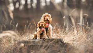 Afbeeldingsresultaat voor honden