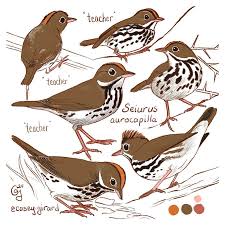 Image result for Seiurus aurocapilla