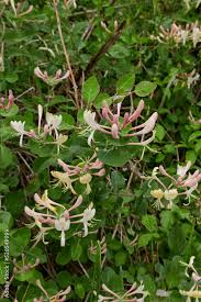 Attēlu rezultāti vaicājumam “Lonicera caprifolium”