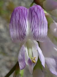 Attēlu rezultāti vaicājumam “Vicia sylvatica flower”