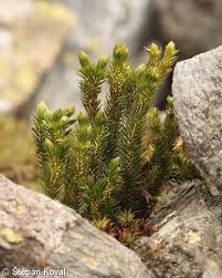 Attēlu rezultāti vaicājumam “Huperzia selago”