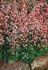 Attēlu rezultāti vaicājumam “Saxifraga cymbalaria fruit”