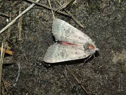 Attēlu rezultāti vaicājumam “Catocala pacta”