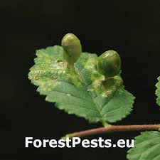 Attēlu rezultāti vaicājumam “Tetraneura ulmi”