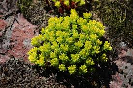 Attēlu rezultāti vaicājumam “Sedum acre bud”