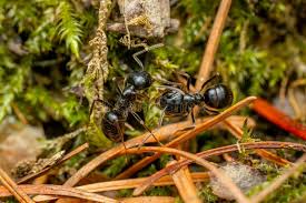 Attēlu rezultāti vaicājumam “Lasius fuliginosus”