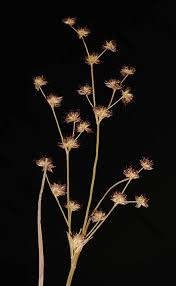 Attēlu rezultāti vaicājumam “Juncus articulatus”