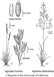 Attēlu rezultāti vaicājumam “Poa humilis”