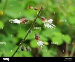 Attēlu rezultāti vaicājumam “Circaea lutetiana bud”