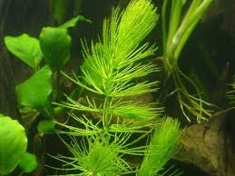 Attēlu rezultāti vaicājumam “Ceratophyllum submersum”