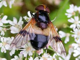Attēlu rezultāti vaicājumam “Volucella pellucens”