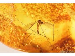 Attēlu rezultāti vaicājumam “Limoniidae”