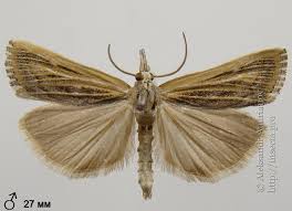 Attēlu rezultāti vaicājumam “Pediasia fascelinella”